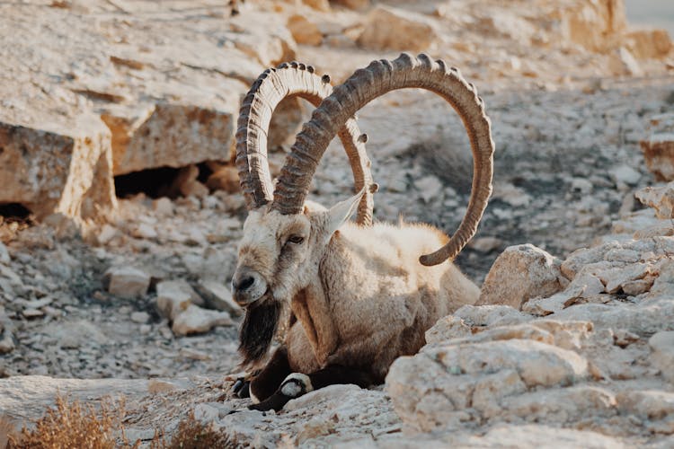 Brown Ibex On Rocky Mountain