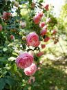 Close-up Photo of Eden Roses in Bloom