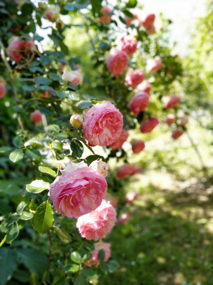 Close-up Photo Of Eden Roses In Bloom 