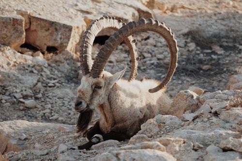 Free A majestic ibex rests among sunlit desert rocks showcasing its impressive horns and tranquil nature. Stock Photo