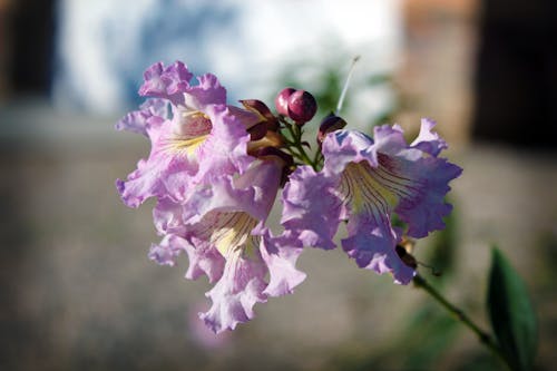 Free stock photo of flower, purple Stock Photo