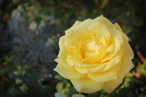 Free stock photo of yellow rose Stock Photo