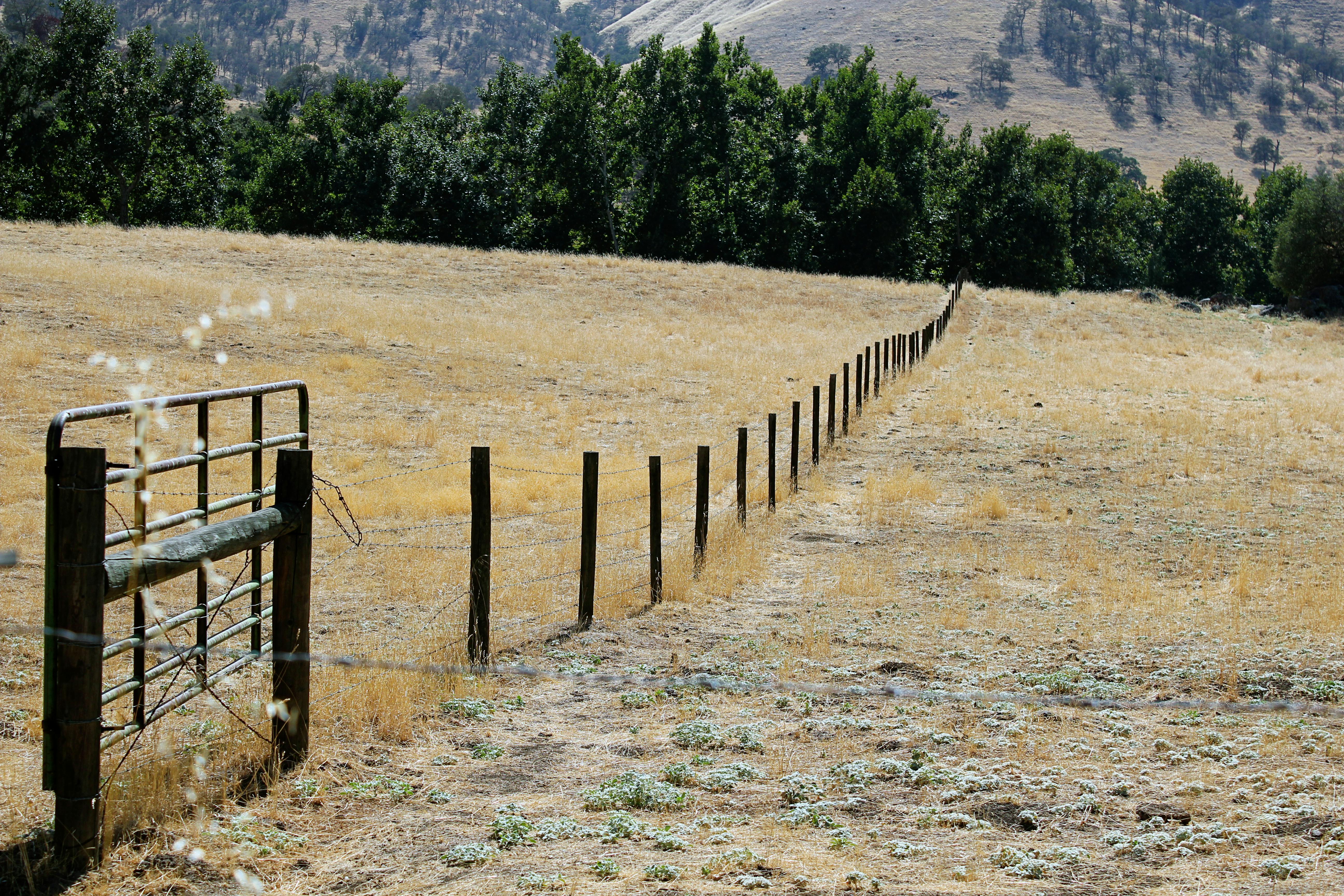 Free stock photo of fence, field