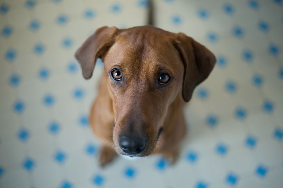Healthy adult large breed dog alert and curious close-up