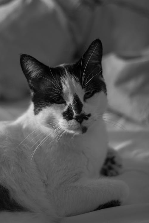 Grayscale Photo of a Cat 