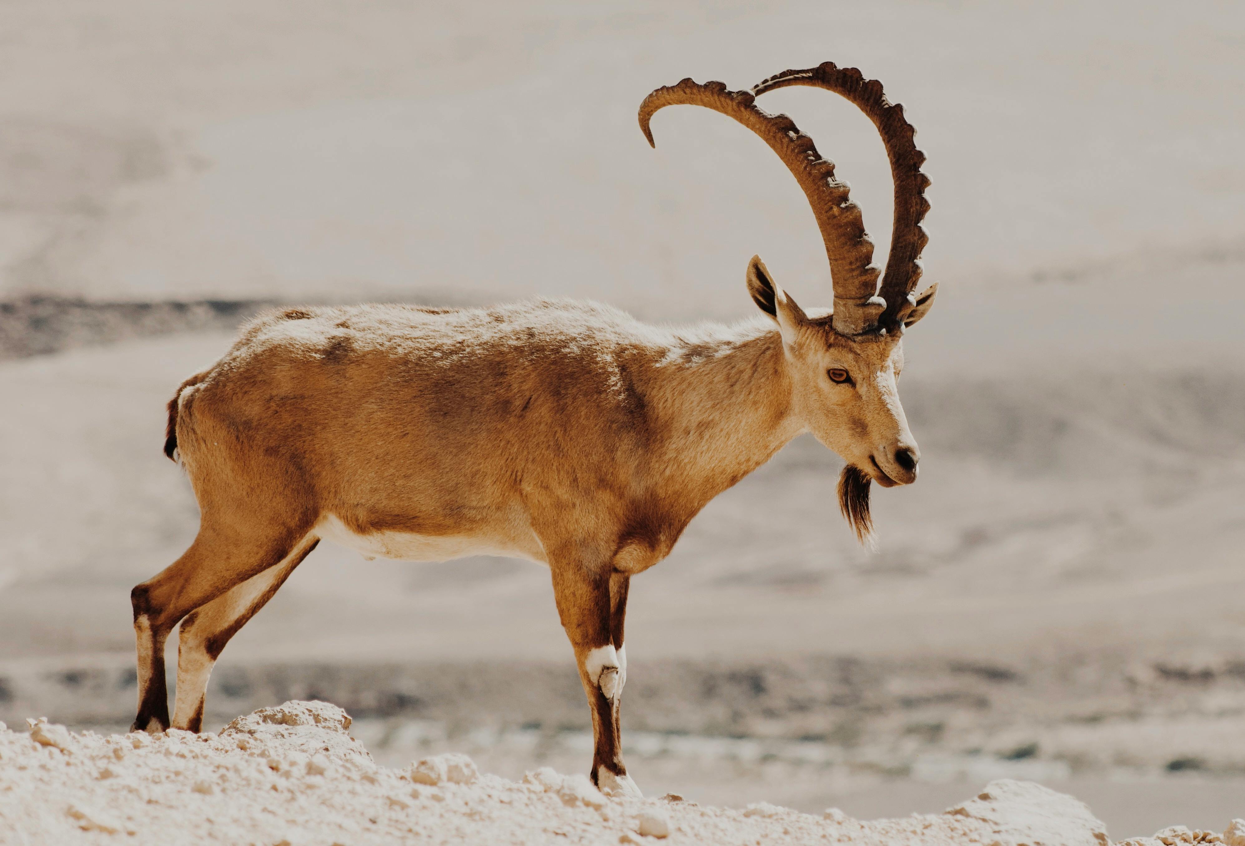 Close-up Photo of an Alpine Ibex · Free Stock Photo Close-up Photo of an Alpine Ibex · Free Stock Photo