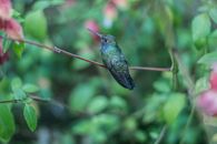 Green and Black Humming Bird
