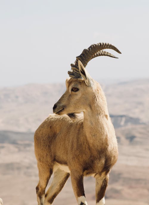 Free Close-up Photo of an Alpine Ibex  Stock Photo