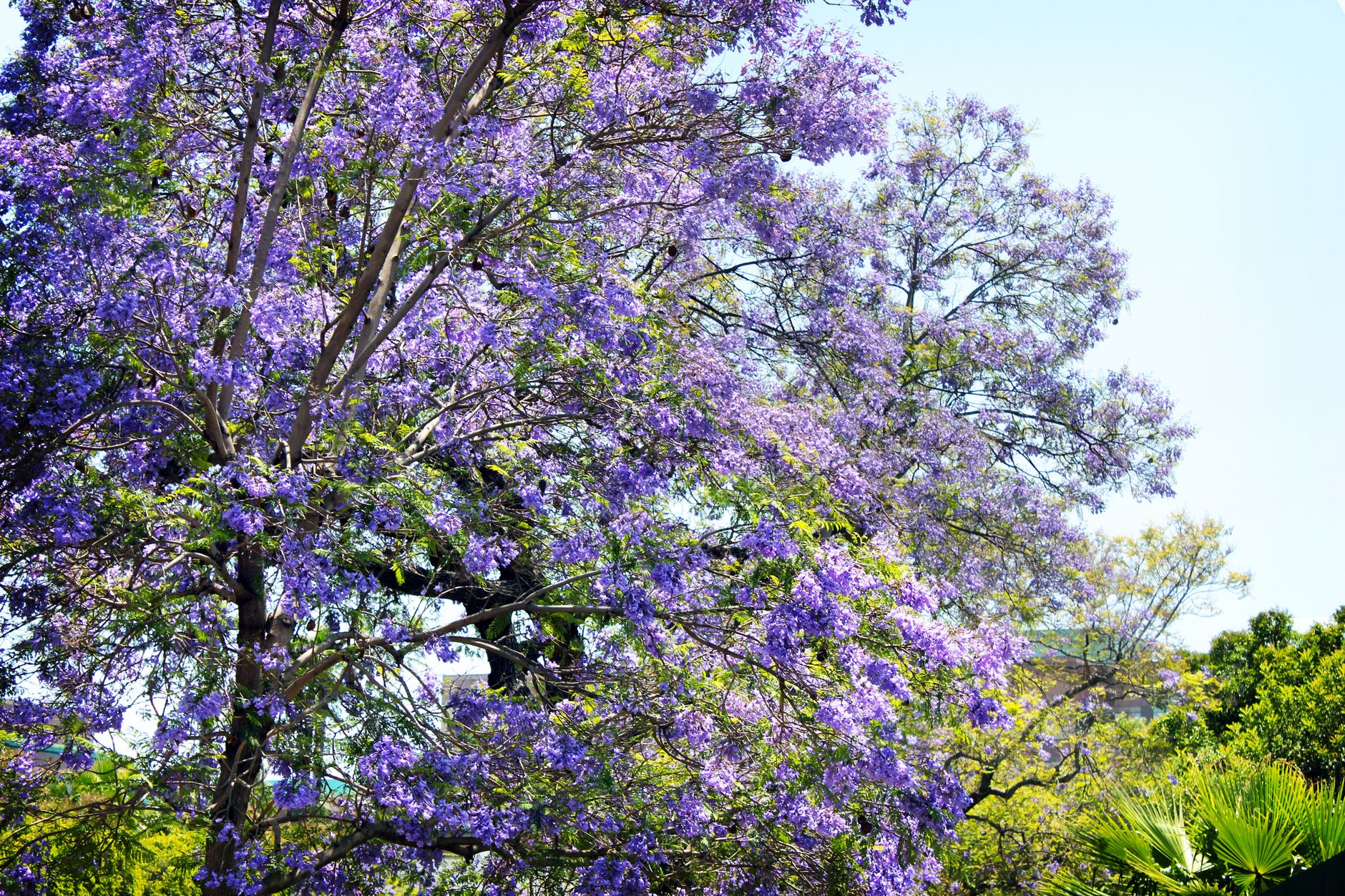 Apartment towers and jacaranda trees along a leafy Westlands street in Nairobi