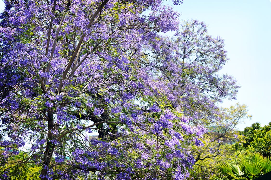 無料 紫の葉の木 写真素材