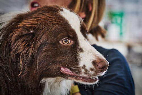 Free stock photo of border collie, dog, training dog