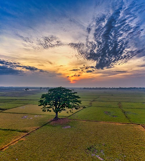 Free Tree on a Green Field during Dusk  Stock Photo