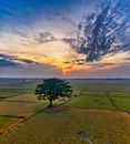 Tree on a Green Field during Dusk