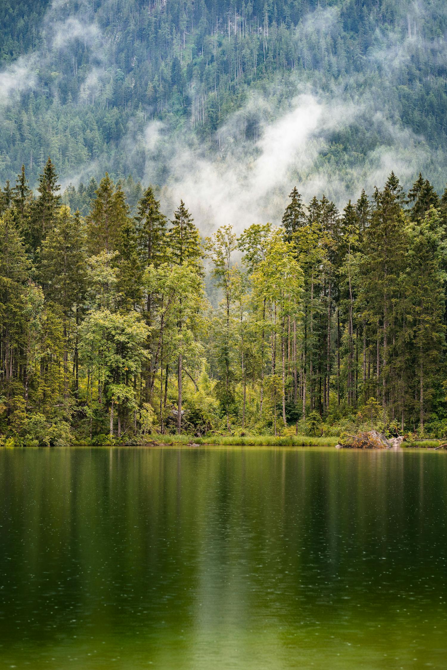 Tranquil forest and misty lake