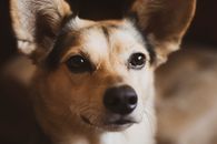 Brown and White Short Coated Dog