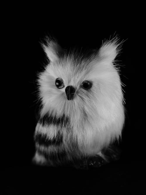 Close-up Photo of Cute Snowy Owl 