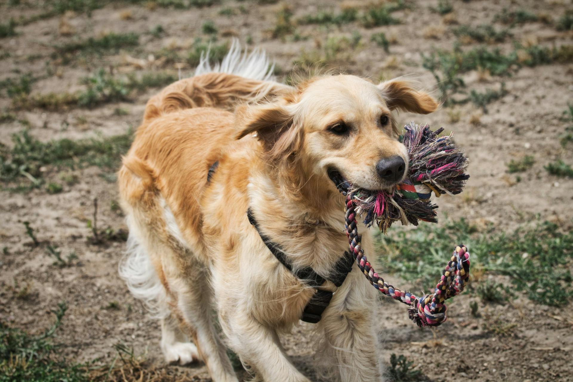 Foto av en golden retriever som biter en hundleksak