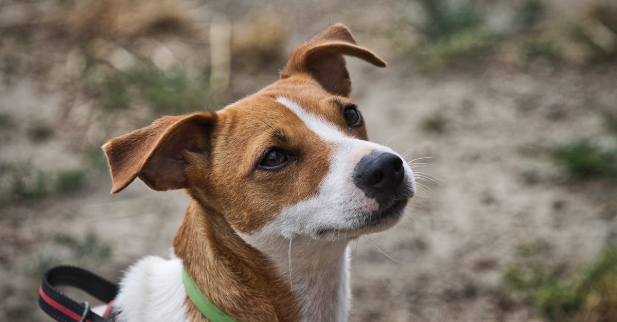 Jack Russell Terrier