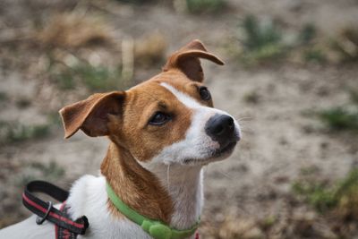Jack russell terrier – hundras