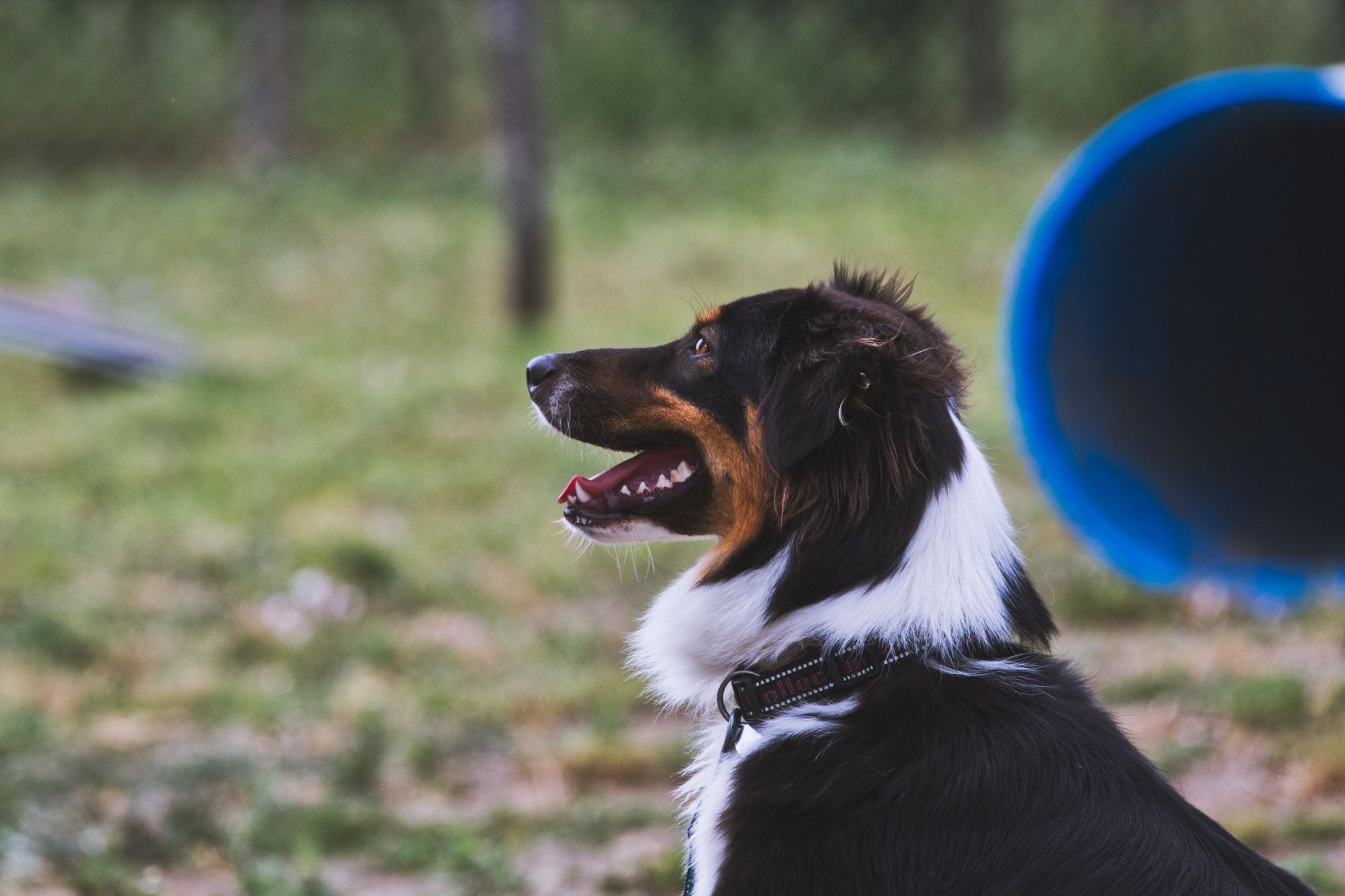 Build a Professional Dog Daycare Website