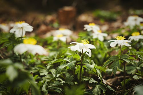 Základová fotografie zdarma na téma bílé květy, botanický, flóra