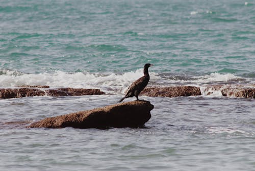 A Cormorant Perched on a Rock on The Ocean