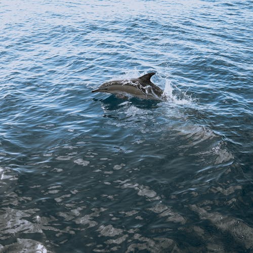 A Bottlenose Dolphin in the Water 