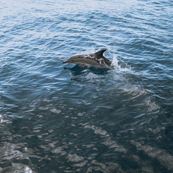 A dolphin gracefully jumps through the ocean waters near Nelson, New Zealand.