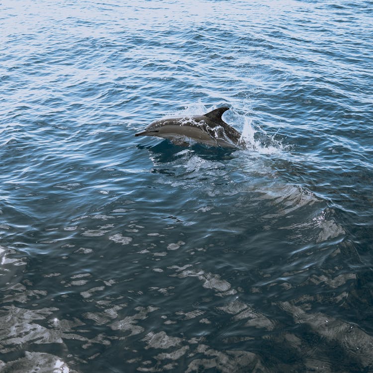 A Bottlenose Dolphin In The Water 