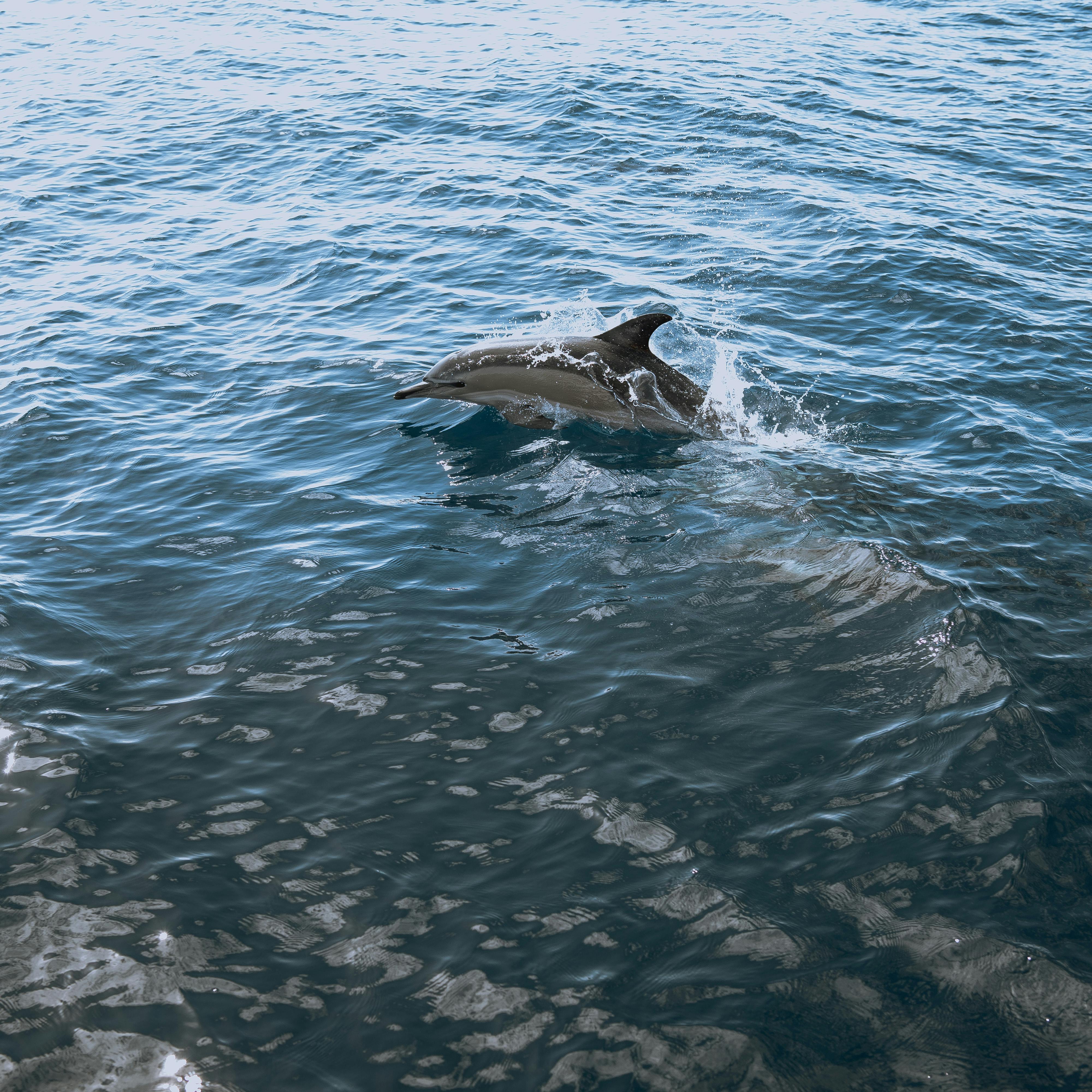 Pair of Dolphins Play Ball Swimming in the Clear Blue Water of the