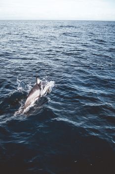 A dolphin joyfully jumps in the open sea near Nelson, New Zealand.