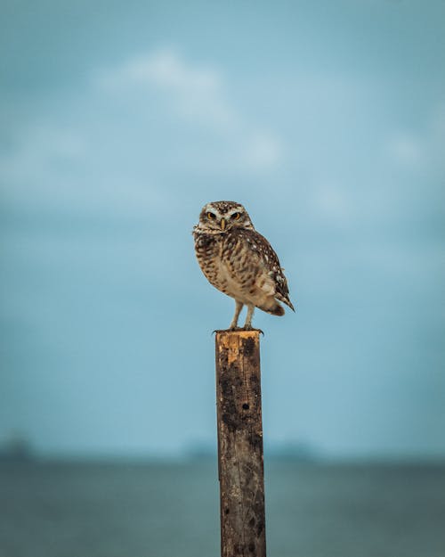 Foto profissional grátis de animais selvagens, animal, ave