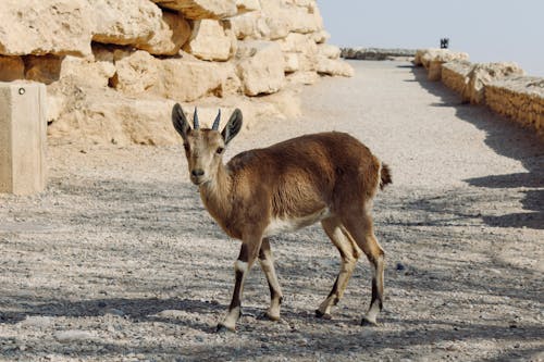 Gratis lagerfoto af bovidae, dyrefotografering, ged