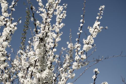 Free Stunning view of white cherry blossoms in full bloom against a clear blue sky. Stock Photo