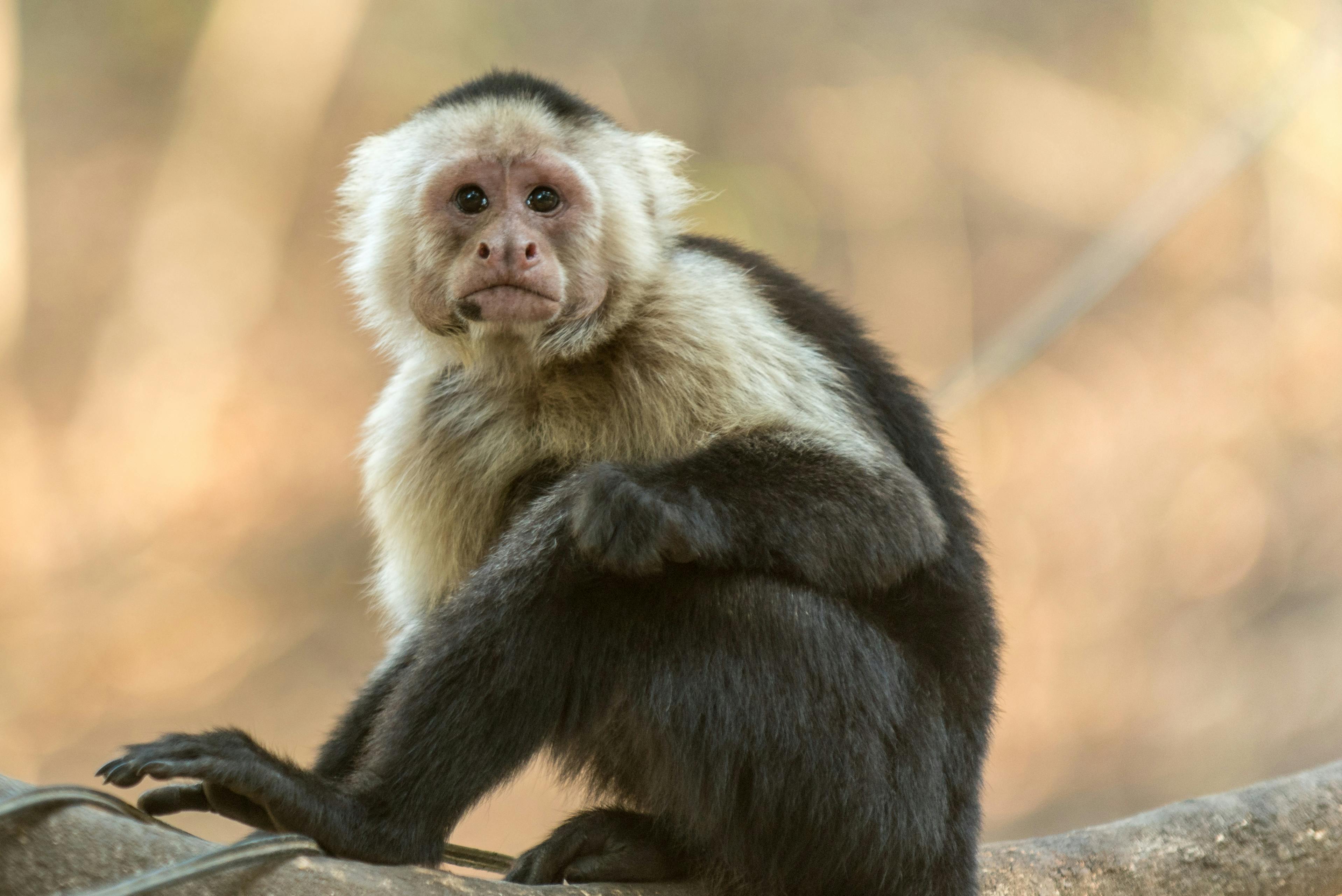 50 Hình ảnh Con Khỉ đáng Yêu Và đẹp Nhất