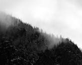 约塞米蒂国家公园的一座山上，薄雾笼罩的松树林令人毛骨悚然，营造出戏剧性的黑白景观