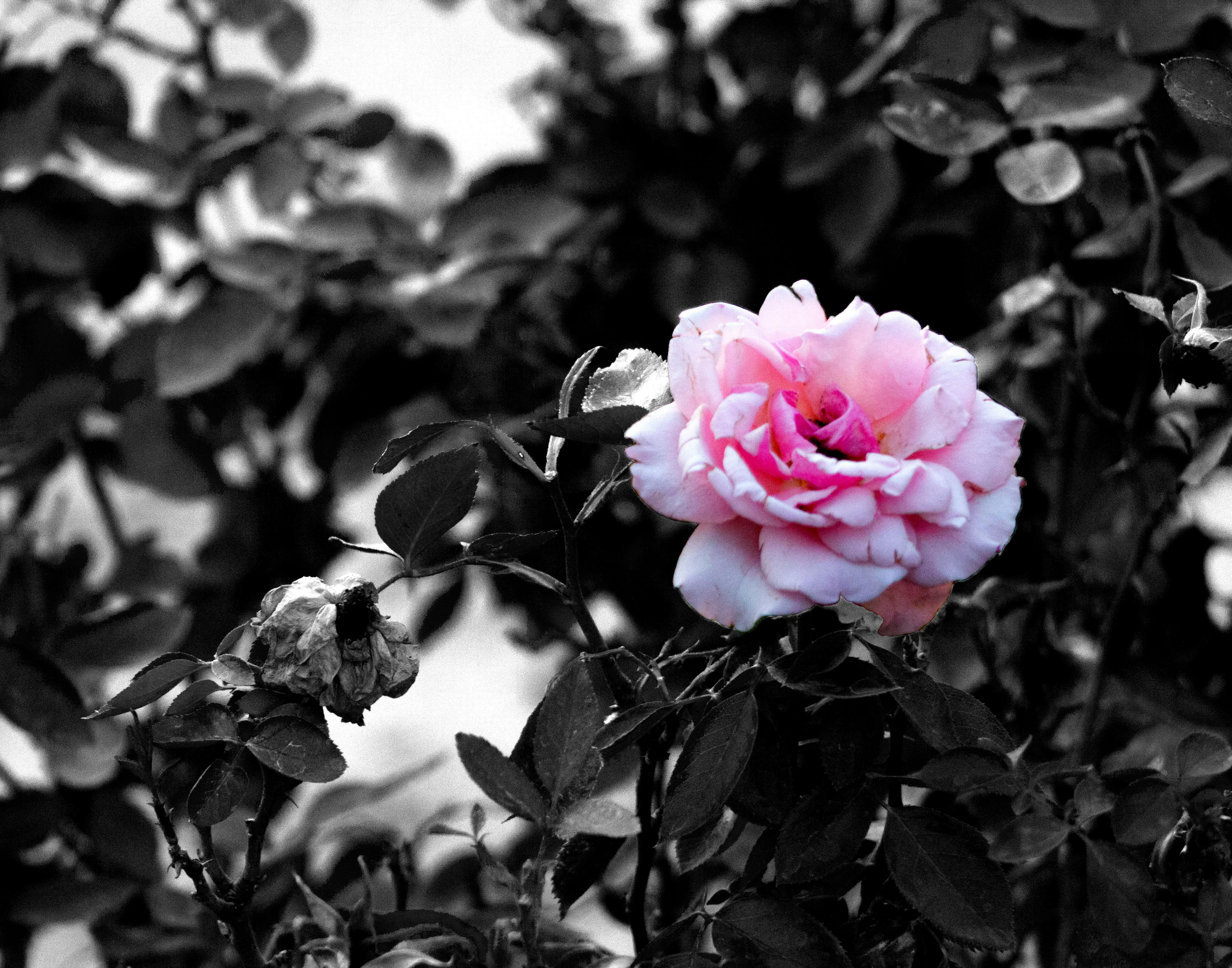 Image result for contrast photography