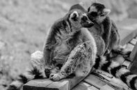 Grayscale Photo of Ring Tailed Lemurs Sitting on a Wood Plank