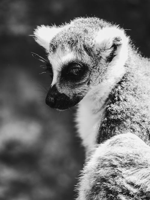 Lemur in Black and White Photography