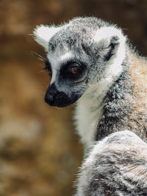 Kostenloses Stock Foto zu lemur, lemuridae, nahansicht