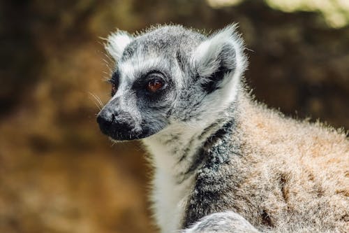 Close-Up of a Lemur