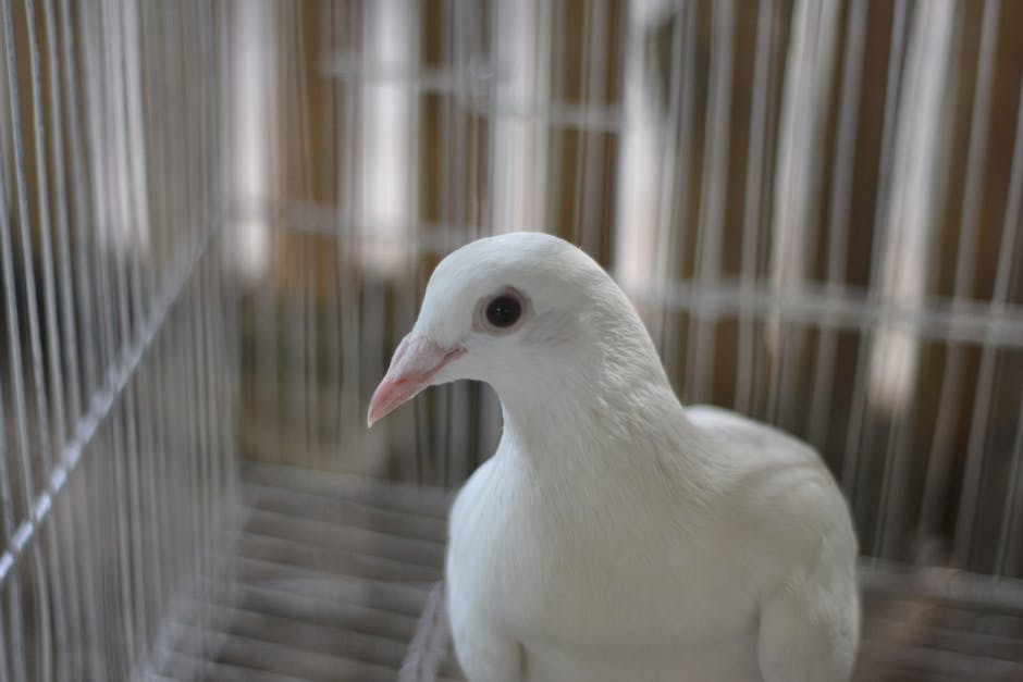 Caged bird feeders photo
