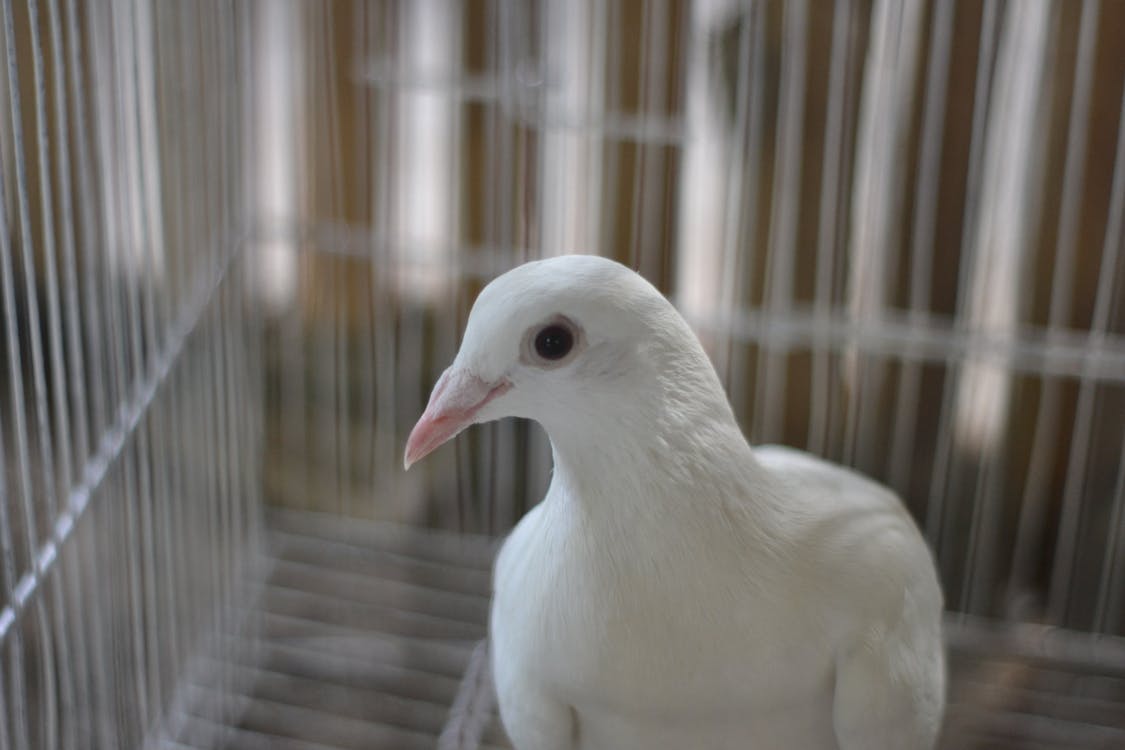 Free Portrait of White Pigeon Stock Photo