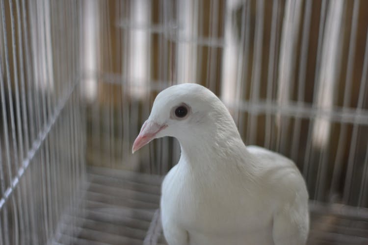 Portrait Of White Pigeon