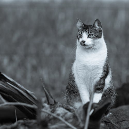 Бесплатное стоковое фото с животное, квадратный формат, кошачьи