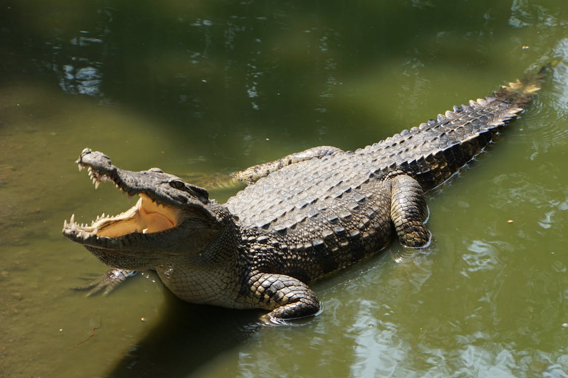 Encountering Crocodiles in Dreams