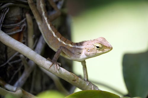 Chameleon in Macro Photography 