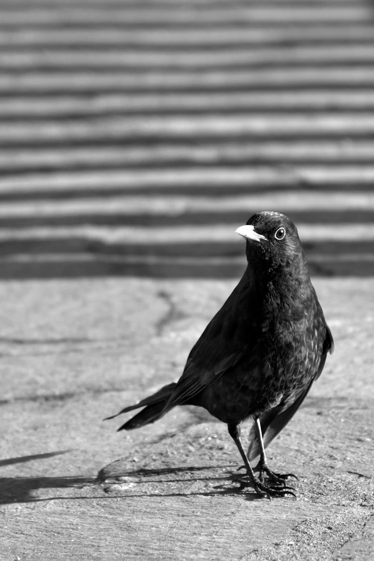 A Common Blackbird