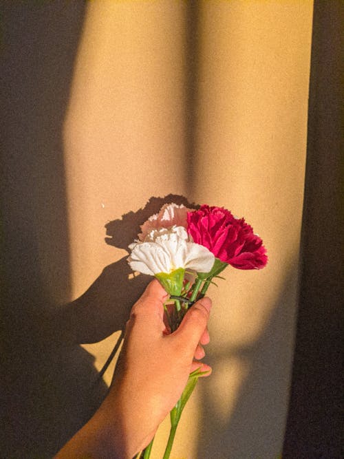 Hand of unrecognizable female demonstrating delicate colorful flowers with green stems while standing near wall in light room with sunlight and shadow