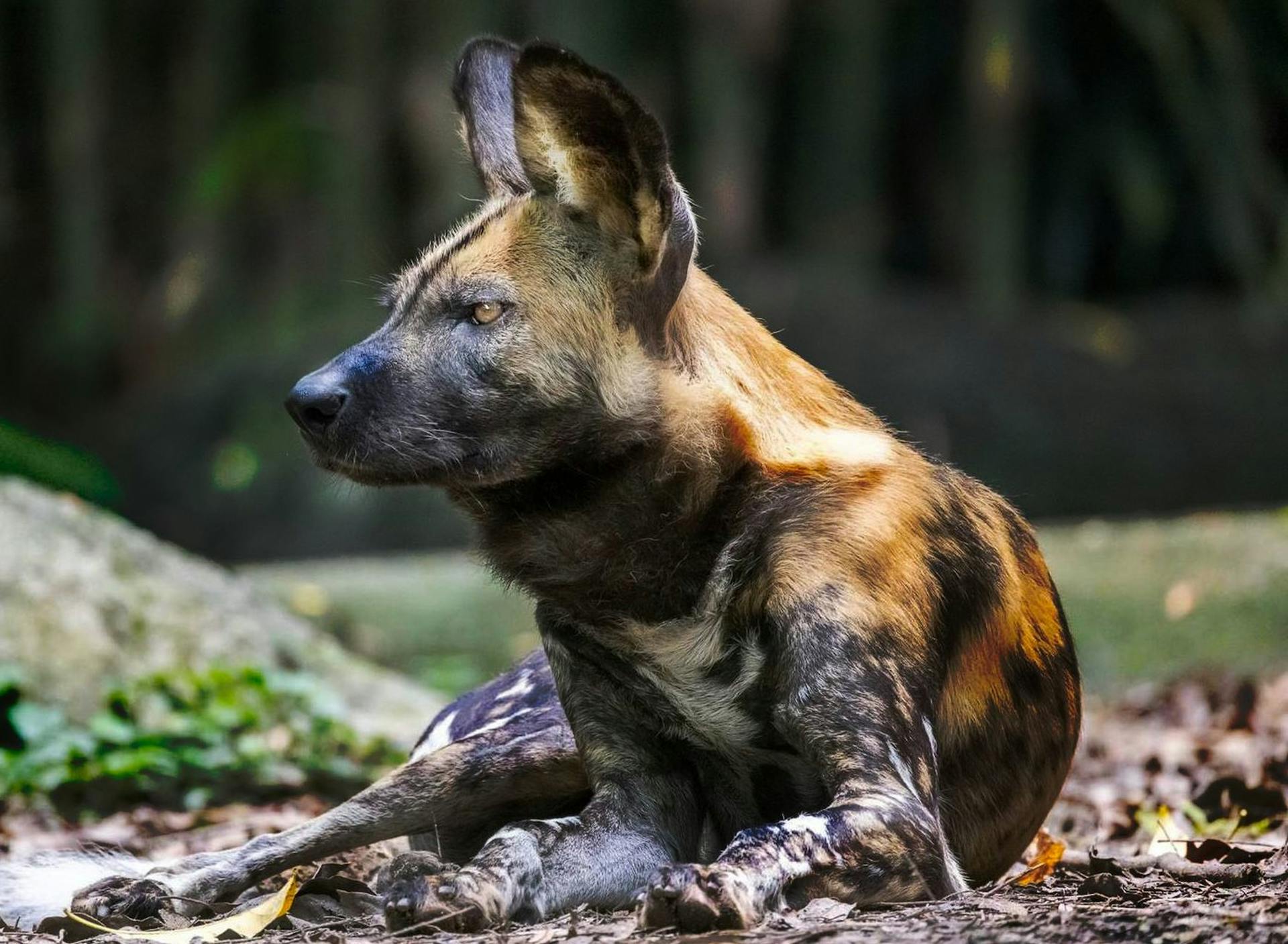 An African Wild Dog